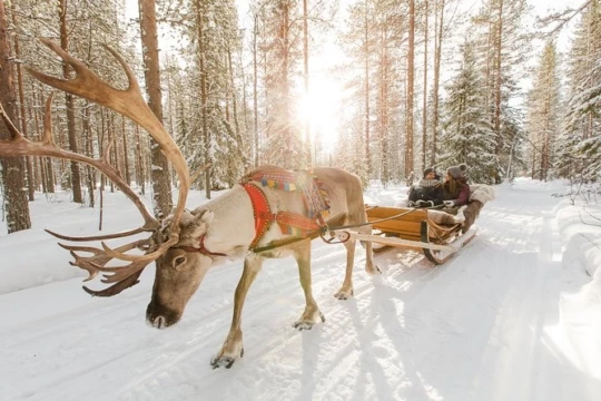 rendier lapland