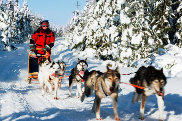 husky tocht VillaVibes