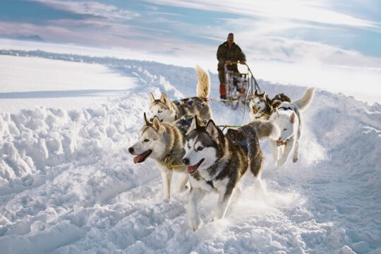Singlereis Lapland husky's