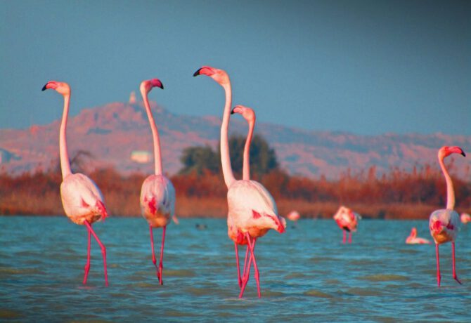 Afbeelding voor Flamingo’s. Die kom je dus ook tegen op Kos.