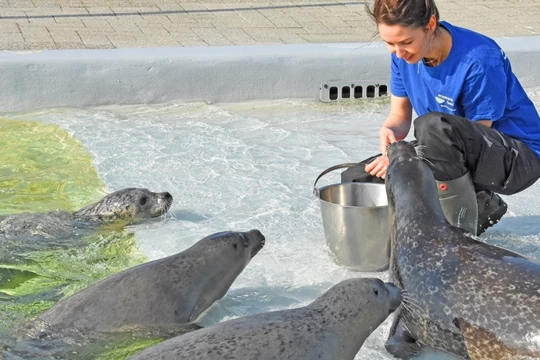 Nergens anders kun je zeehonden van zo dichtbij bekijken. ecomare