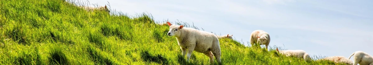 Afbeelding voor