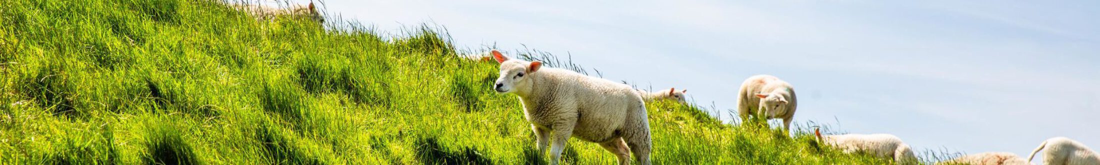 Afbeelding voor