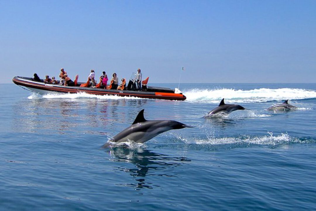 dolfijnen spotten portugal