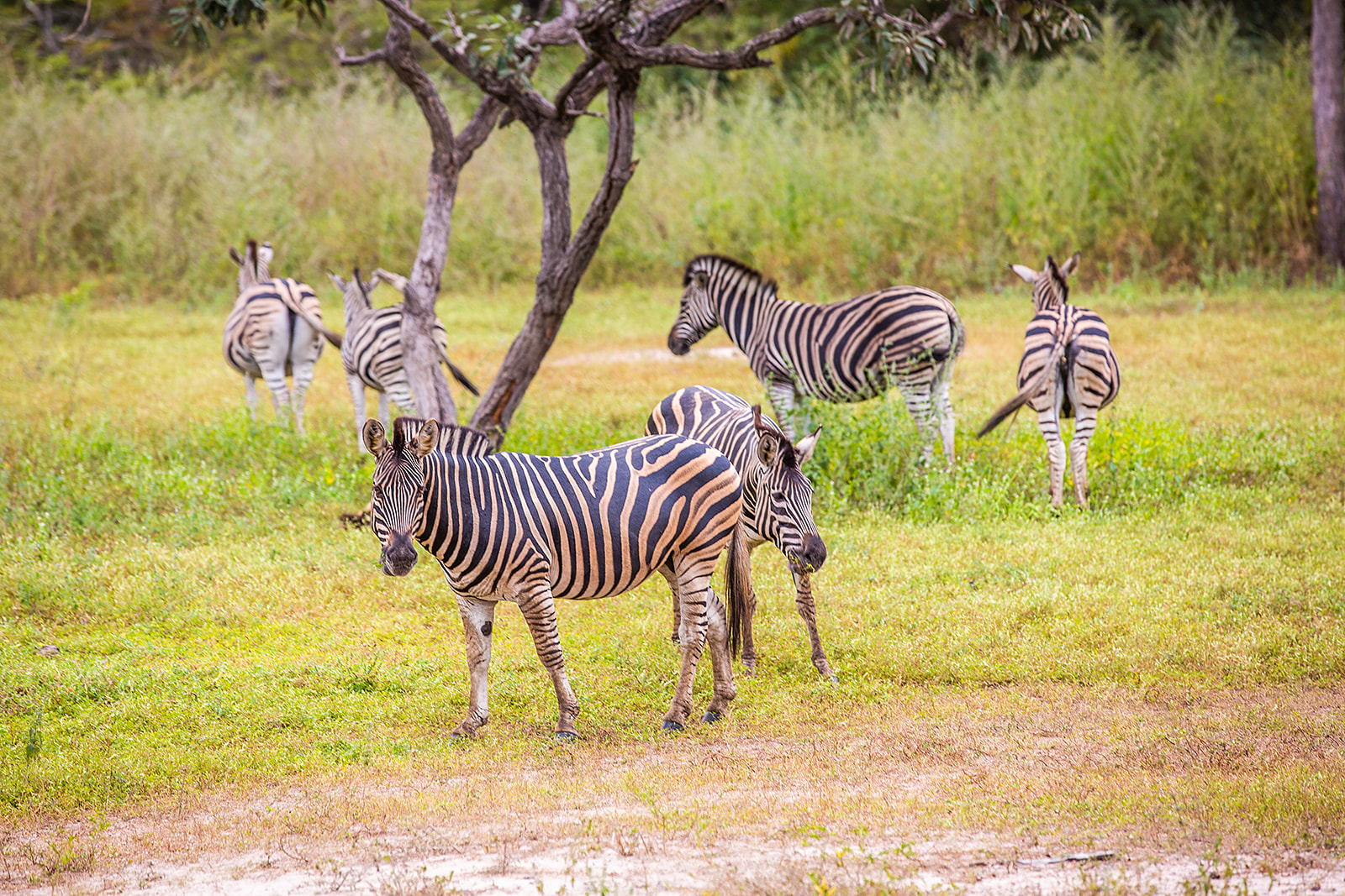 Afbeelding voorAls je mee gaat met de Afrikaanse safari kom je zeker prachtige zebra's tegen.  