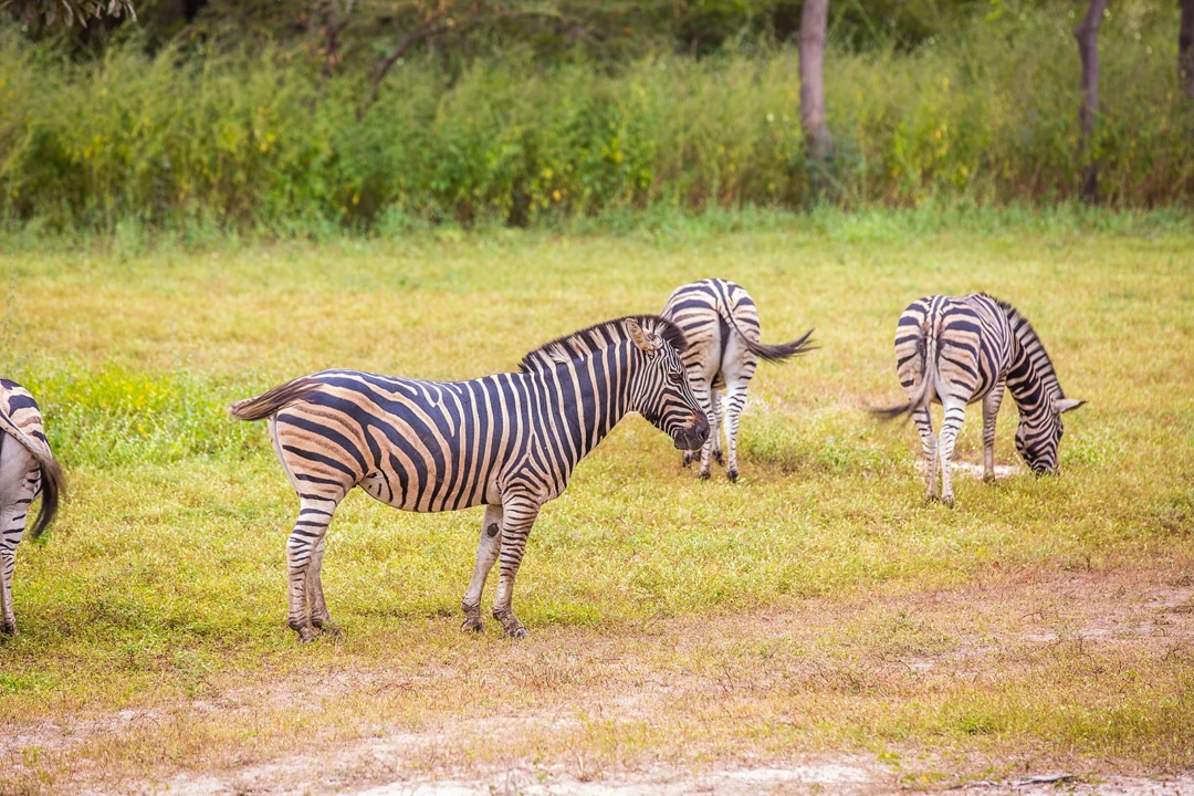 zebra gambia