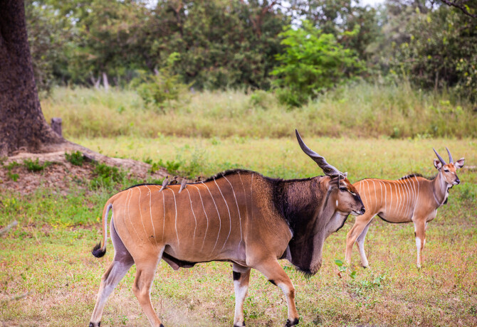Afbeelding voor Indrukwekkend he? Deze grote Afrikaanse antilope. 