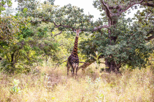 Giraffe single vakantie