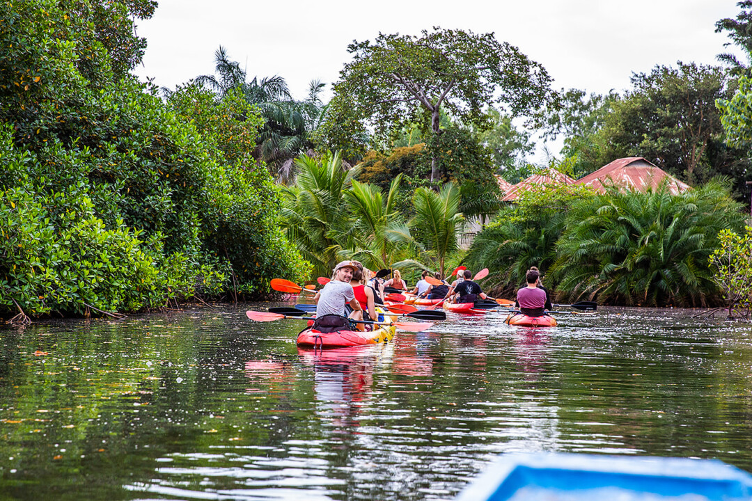 mangroves kayak