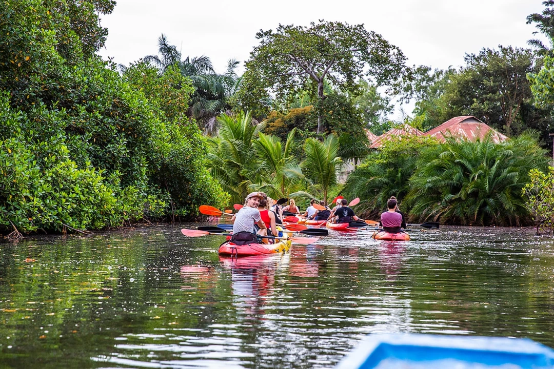 mangroves kayak