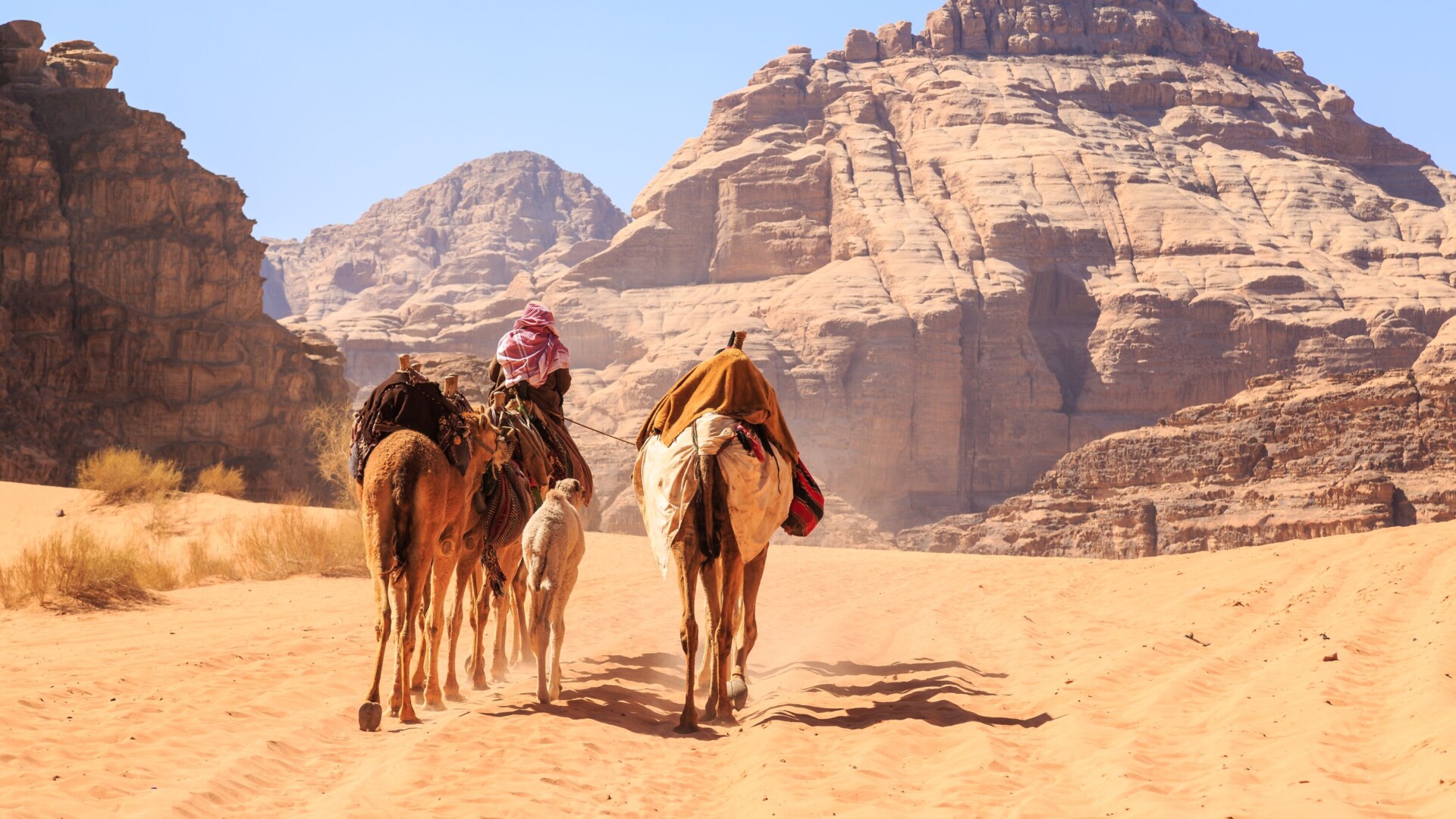 Afbeelding voorOp reis door de zandduinen met een kameel als metgezel.