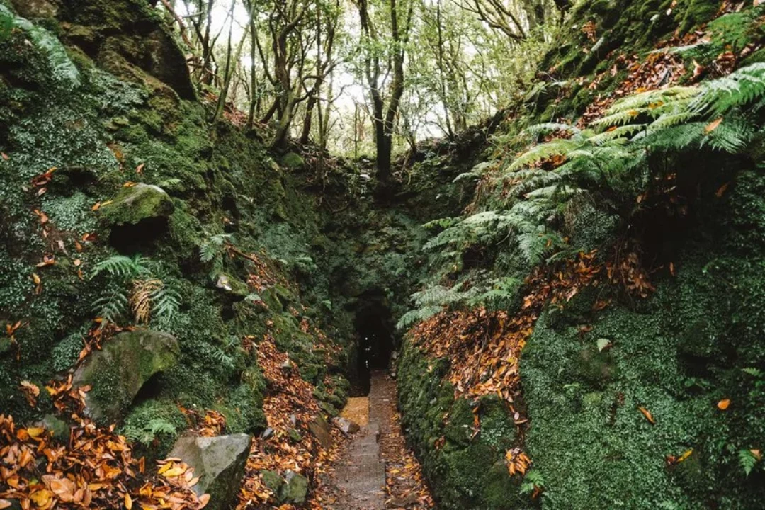 Madeira natuur