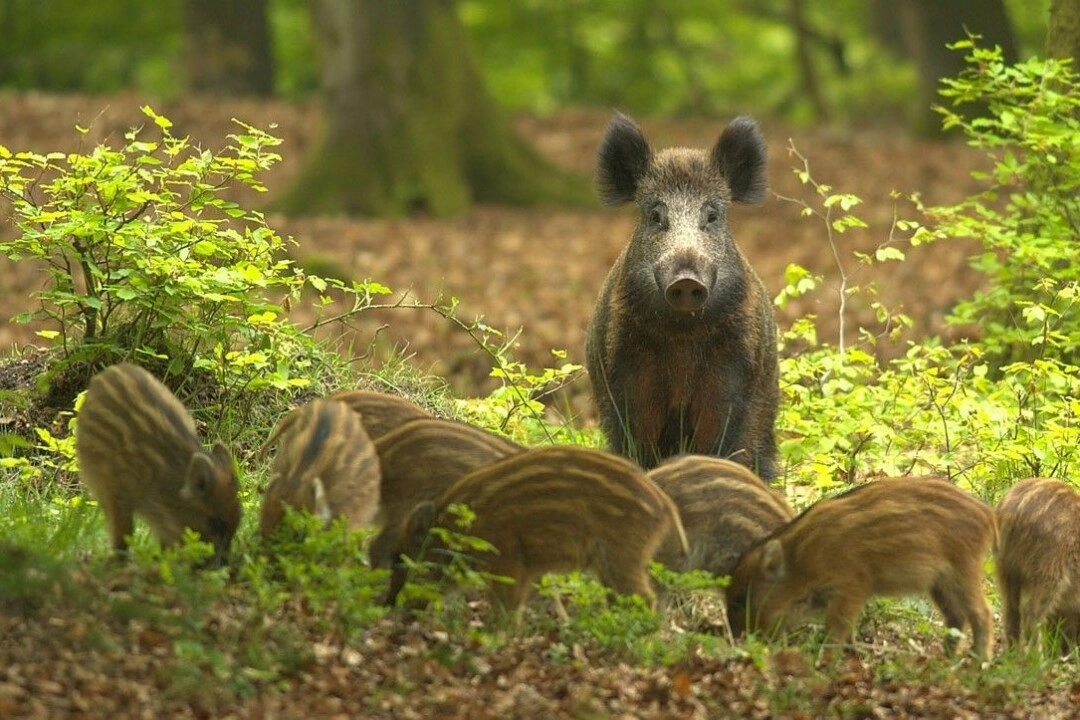 Wild zwijn samen met haar biggen